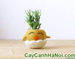 Cây May Mắn Gà Trống