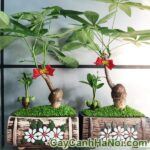 Cây May Mắn Kim Ngân Trang Trí Tết