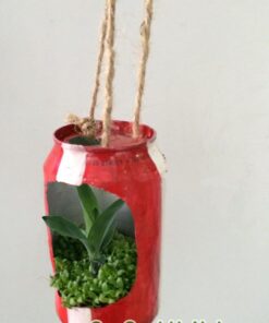 Cây May Mắn Phát Tài Trung Thu