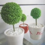 Cây May Mắn Quả Cầu Loại Lớn