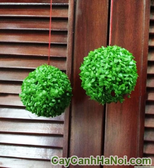 Cây May Mắn Quả Cầu Treo