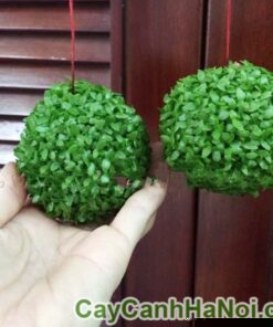 Cây May Mắn Quả Cầu Treo