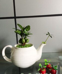 Cây May Mắn Tài Lộc Bình Trà