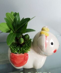 Cây May Mắn Tài Lộc Chậu Con Thỏ