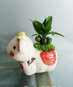 Cây May Mắn Tài Lộc Chậu Con Thỏ