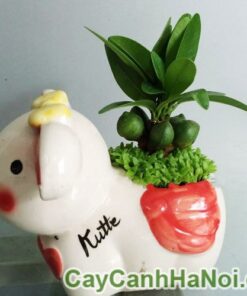 Cây May Mắn Tài Lộc Chậu Con Thỏ