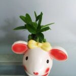 Cây May Mắn Tài Lộc Chậu Con Thỏ