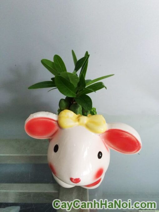 Cây May Mắn Tài Lộc Chậu Con Thỏ