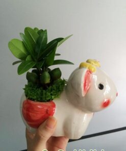 Cây May Mắn Tài Lộc Chậu Con Thỏ