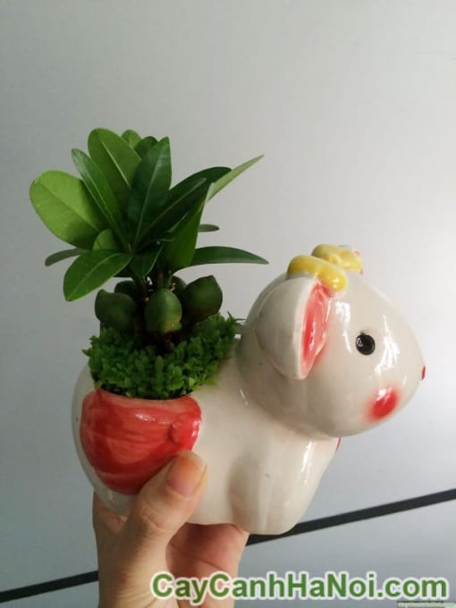 Cây May Mắn Tài Lộc Chậu Con Thỏ