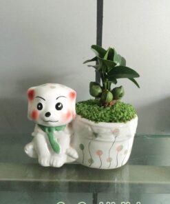 Cây May Mắn Tài Lộc Chậu Cún Con