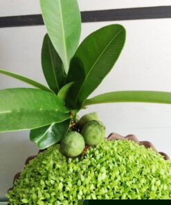 Cây May Mắn Tài Lộc Chậu Giỏ Hoa