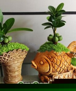 Cây May Mắn Tài Lộc Chậu Giỏ Hoa
