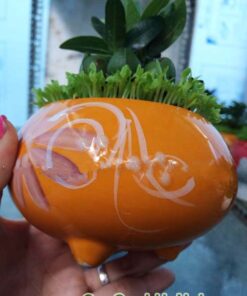 Cây May Mắn Tài Lộc Chậu Đế 3 Chân