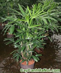 Cây Mật Cật