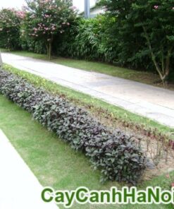 Cây Mắt Nai Trồng Hàng Rào