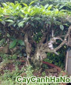 Cây chè Bonsai ( Trà Xanh)
