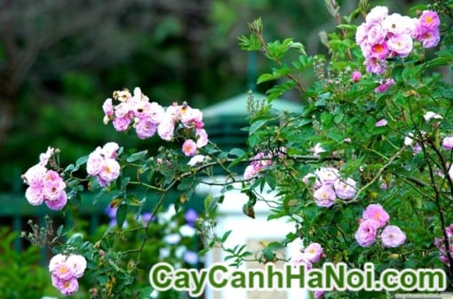 Cây hoa hồng gốc – hoa hồng Đà Lạt