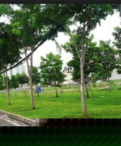 Cây Giáng Hương