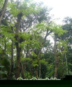 Cây Giáng Hương