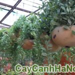 cây lan hạt dưa