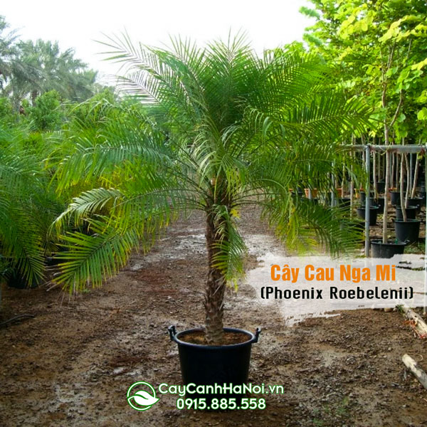 Mua cây cau nga mi (chà là cảnh) tại Hà Nội