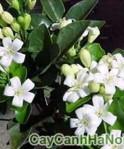 Nguyệt Quế Hàng Rào
