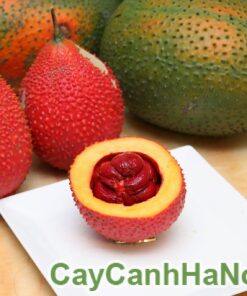 Cây Gấc