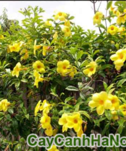 Cây Huỳnh Anh Trồng Hàng Rào