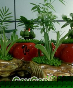 Cây May Mắn Ấm Trà Tiểu Cảnh