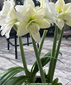 Cây Amaryllis Alaska.