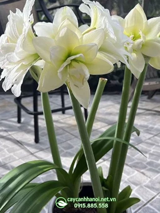 Cây Amaryllis Alaska.