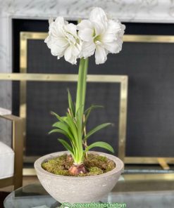 Cây Amaryllis Alfresco