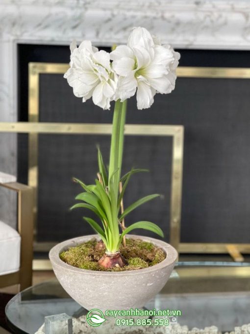 Cây Amaryllis Alfresco
