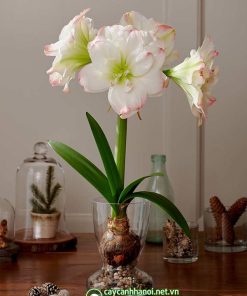 Cây Amaryllis Amadeus