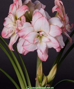 Cây Amaryllis Aphrodite
