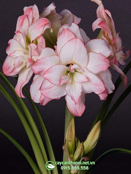 Cây Amaryllis Aphrodite