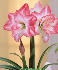 Cây Amaryllis Blossom Peacock