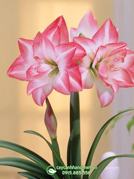 Cây Amaryllis Blossom Peacock
