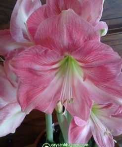Cây Amaryllis Blushing Bride