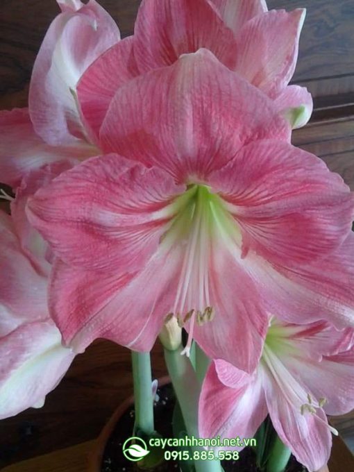 Cây Amaryllis Blushing Bride