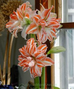 Cây Amaryllis Dancing Queen