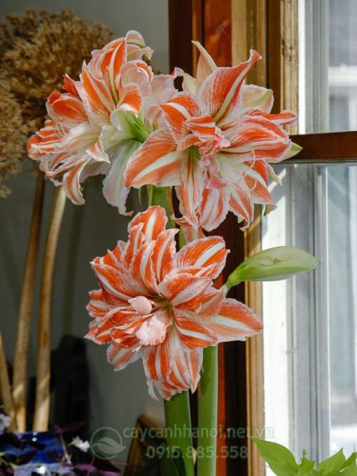 Cây Amaryllis Dancing Queen