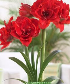 Cây Amaryllis Double Dragon