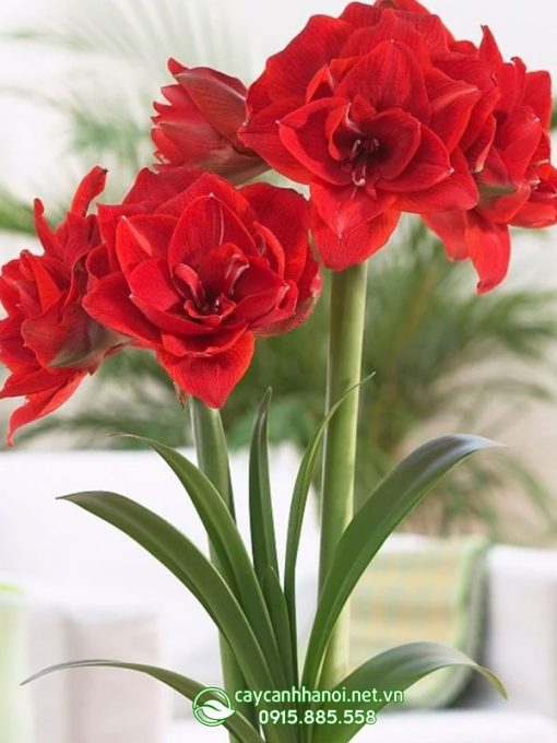 Cây Amaryllis Double Dragon