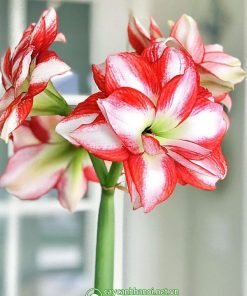 Cây Amaryllis Exotic Peacock