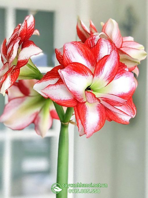 Cây Amaryllis Exotic Peacock