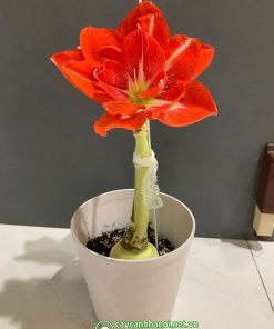 Cây Amaryllis Happy Nymph