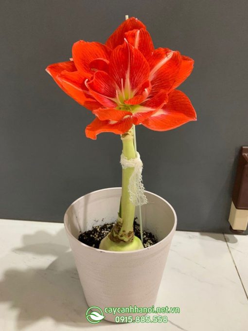 Cây Amaryllis Happy Nymph