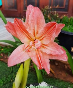 Cây Amaryllis Lady Jane